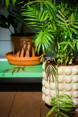 Green fresh houseplants. Palm tree in a decorative stylish pot. Home plants in the interior vertical photo. Two plants, growing flowers on a shelf at home in sunny day. Home garden in living room.