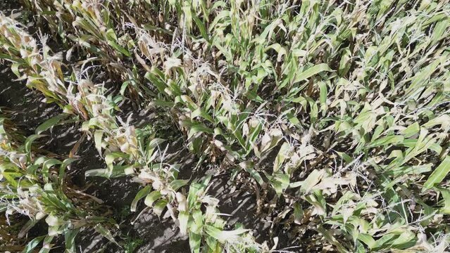 Aerial drone overhead view of corn crop rows moving in the wind in late summer, which slowly reveals the background