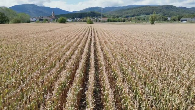 Aerial drone overhead view of corn crop rows moving in the wind in late summer, with mountains and village in background, sideways motion