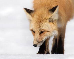 Fototapeta premium red fox