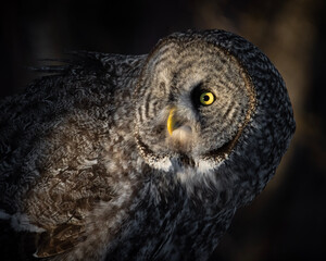 great gray owl