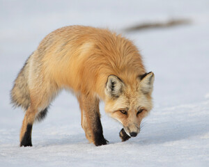 red fox 