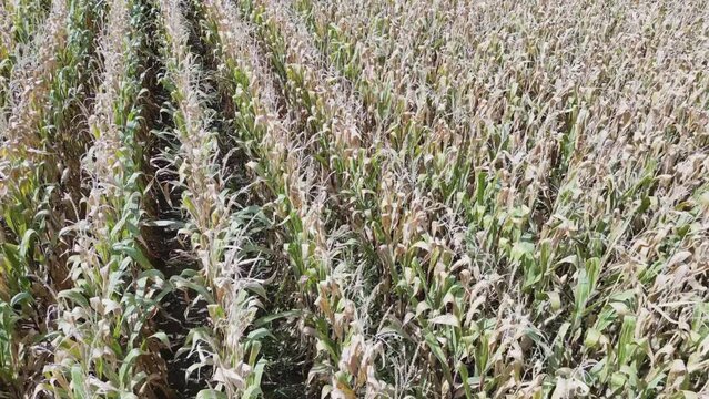 Aerial drone overhead view of corn crop rows moving in the wind in late summer, sideways motion
