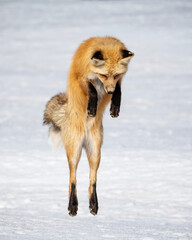 red fox jumping
