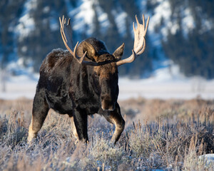 bull moose in winter