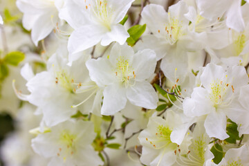 White azalea buds in full bloom. Rhododendrons blossoming in a spring botanical Japanese garden. Beautiful fragrant flowers on a shrub in summer day. Background of white petals. Floral wallpaper.