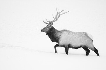 elk in snow