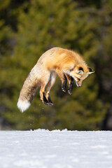 red fox jumping