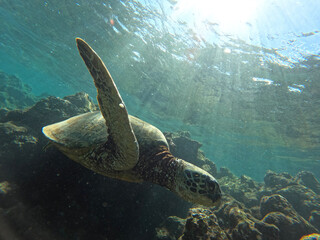 sea turtle swimming