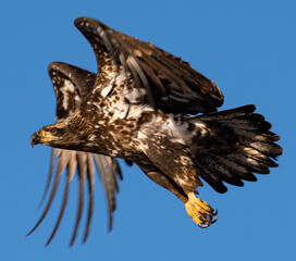 juvenile bald eagle in flight