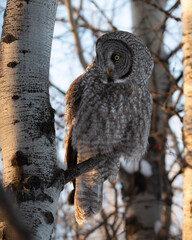 great grey owl