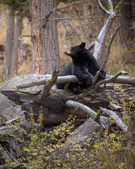 black bear 