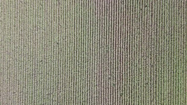 Aerial drone overhead view of corn crop rows moving in the wind in late summer, with a low voltage power line, sideways motion