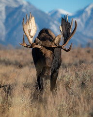bull moose in the mountains