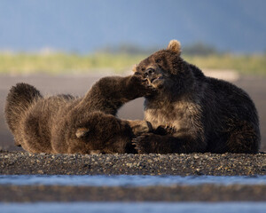Obraz premium brown bear cubs playing