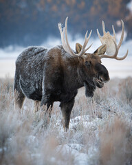 bull moose in snow