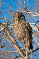 Fototapeta premium great grey owl