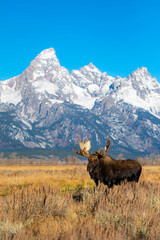 Bull moose in the mountains