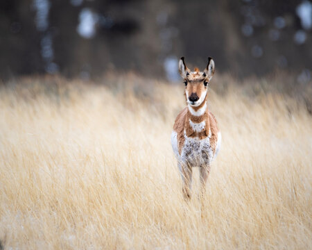 Pronghorn Antelope Running In The Field