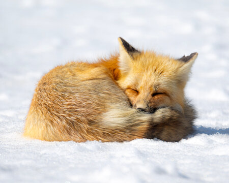 red fox vulpes sleeping