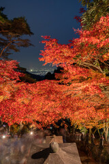 大山寺（伊勢原市）の紅葉ライトアップと夜景