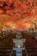 大山寺（伊勢原市）の紅葉ライトアップ