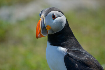 A closeup of an Atlantic puffin with a black back, white belly, orange, white and black beak, and triangle shaped eyes. The short winged seabird is standing with its head turned slightly, eyes open. 