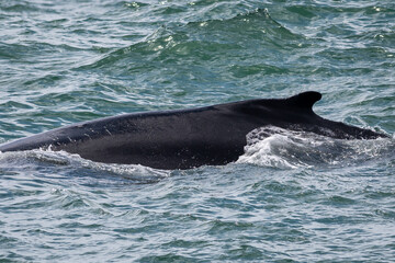 The dorsal fin of a humpback whale as it swims forward and prepares to dive deep in the ocean. The large mammal has black leathery skin as the water rolls off its back and its tail splashes on water.