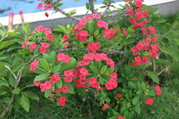 fotografía de una planta con flores rojas y espinas