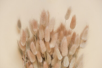 Bunny Grass Plant.Lagurus ovatus.Dried flowers in beige shade. Dry fluffy flowers background in...