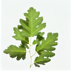 branch of leaves isolated on white background