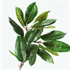 branch of green olive leaves isolated on white background