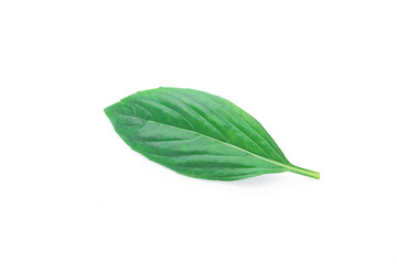 Single Green fresh basil leaf isolated on white background.