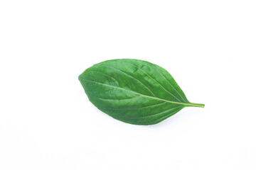 Single Green fresh basil leaf isolated on white background.
