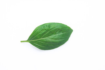 Fototapeta na wymiar Single Green fresh basil leaf isolated on white background.
