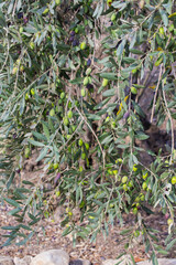 Olives at various stages of readiness on an ancient olive tree in Nazaret Village in Israel