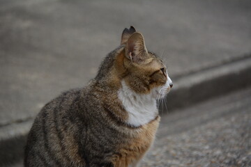 野良猫