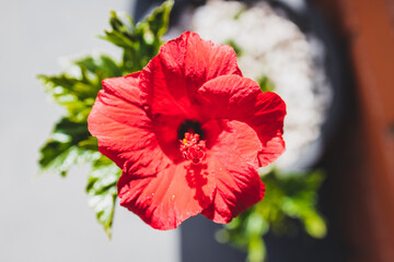 red Cuban hibiscus flower outdoor in sunny backyard