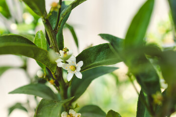 mandarin plant with flowers, close-up shot at shallow depth of field