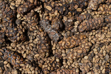 Civet Coffee beans or Kopi Luwak