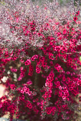 close-up of pink flowers flom a New Zealand Tea Bush plant with dark leaves