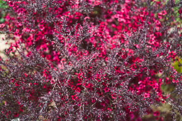Fototapeta premium close-up of pink flowers flom a New Zealand Tea Bush plant with dark leaves