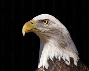 Bald Eagle Portrait with a Black Background