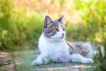 Naklejka na ściany i meble Tabby bicolor white gray cat relaxing outdoors on green grass in spring. Feline.