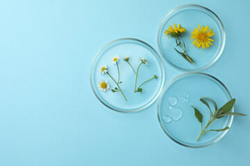 Flat lay composition with Petri dishes and plants on light blue background. Space for text
