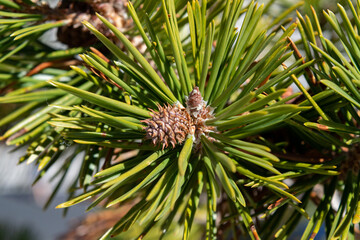 pine tree branch