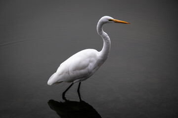 gloomy bird in water
