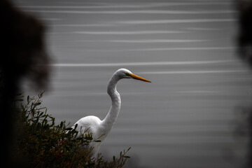 gloomy bird framed in water