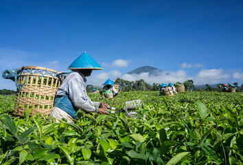 tea pickers are picking tea with a beautiful view © novian