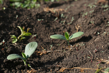 Cucumber seedlings growing in field on sunny day